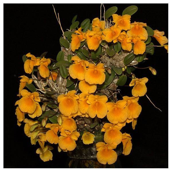 Dendrobium jenkinsii sp. - Without Flowers | BS - Buy Orchids Plants Online by Orchid-Tree.com