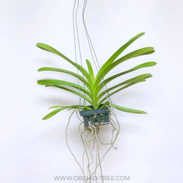 Vanda Somsri Glory Blue - Without flowers | BS - Buy Orchids Plants Online by Orchid-Tree.com