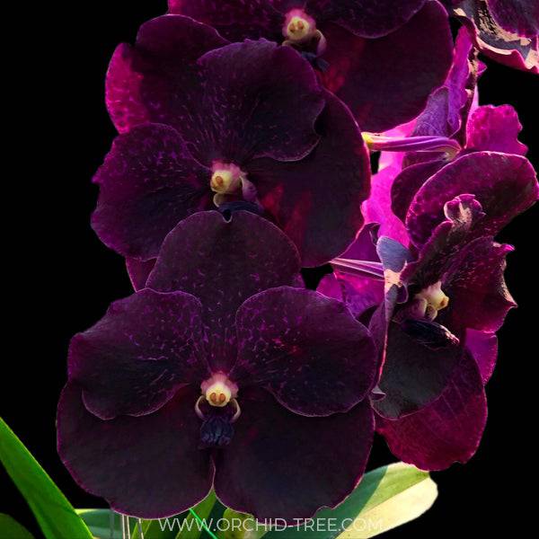 Vanda Blue Classic x Kasem's Delight Black - Without Flowers | BS - Buy Orchids Plants Online by Orchid-Tree.com