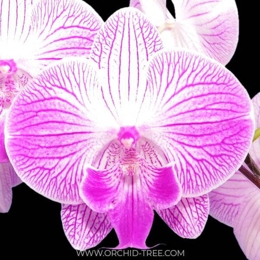 Phalaenopsis Fuller's X-Plus - With Spike | FF - Buy Orchids Plants Online by Orchid-Tree.com