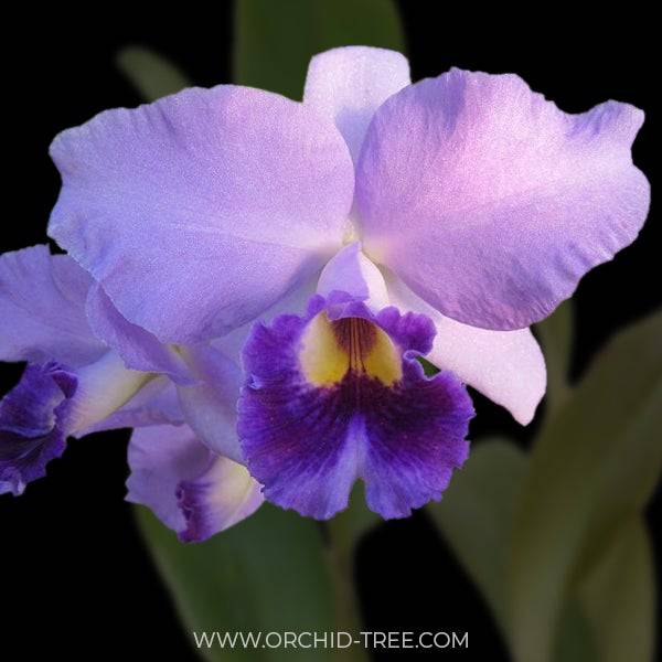 Cattlianthe Sierra Skies 'Leone'- Without Flowers | BS - Buy Orchids Plants Online by Orchid-Tree.com