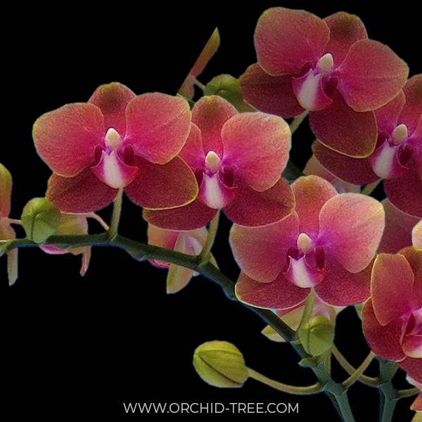 Phalaenopsis Sunflower Berry - With Small Spike | FF - Buy Orchids Plants Online by Orchid-Tree.com