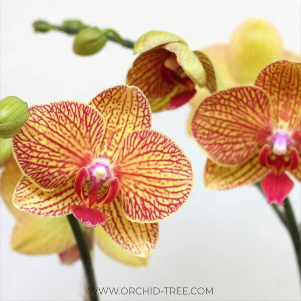 Phalaenopsis KV Beauty - Without Flowers | BS - Buy Orchids Plants Online by Orchid-Tree.com