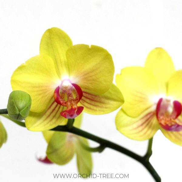 Phalaenopsis Fuller's Gold Princess  - With Spike | FF - Buy Orchids Plants Online by Orchid-Tree.com