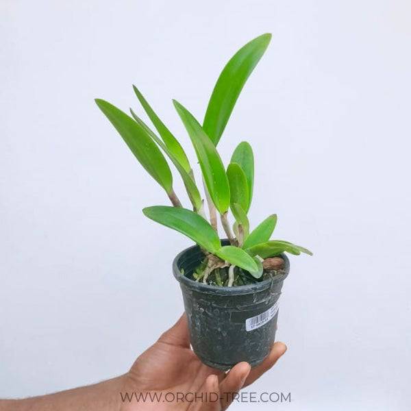 Cattleya Rustic Spots #2 - With Bud | FF - Buy Orchids Plants Online by Orchid-Tree.com
