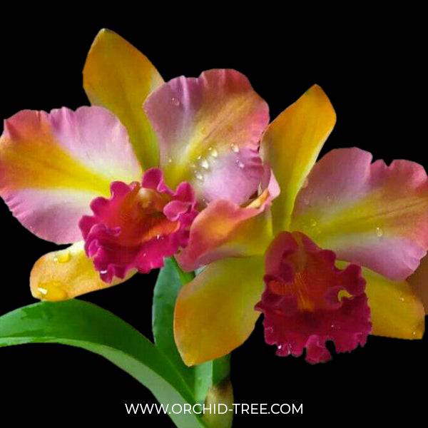 Cattleya (Lc) Fay Star Yen - With Buds | FF - Buy Orchids Plants Online by Orchid-Tree.com