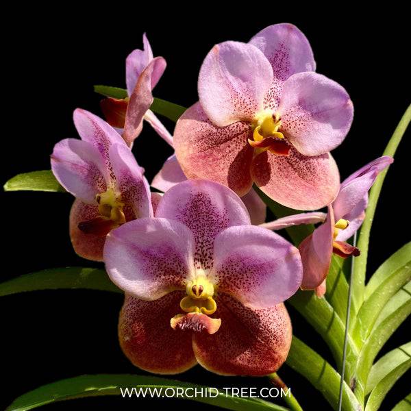 Vanda Pimchai Beauty x Tubtim Velvet - Without Flowers | BS - Buy Orchids Plants Online by Orchid-Tree.com