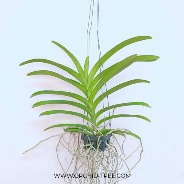 Vanda Pimchai Beauty x Tubtim Velvet - Without Flowers | BS - Buy Orchids Plants Online by Orchid-Tree.com