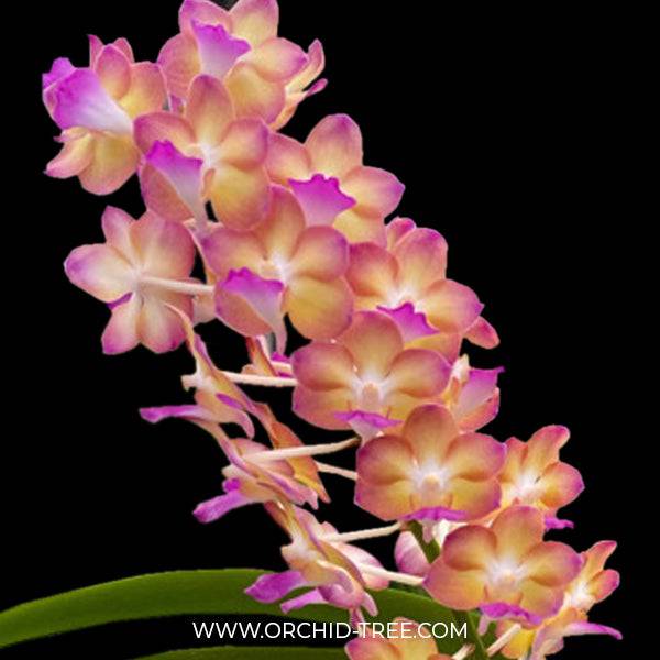 Vanda Rapeepath YELLOW - Without Flowers | BS - Buy Orchids Plants Online by Orchid-Tree.com