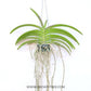 Vanda Rapeepath YELLOW - Without Flowers | BS - Buy Orchids Plants Online by Orchid-Tree.com