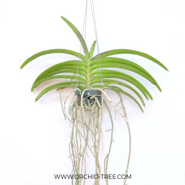 Vanda Rapeepath YELLOW - Without Flowers | BS - Buy Orchids Plants Online by Orchid-Tree.com