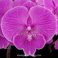 Phalaenopsis New Angel - Without Flowers | BS - Buy Orchids Plants Online by Orchid-Tree.com