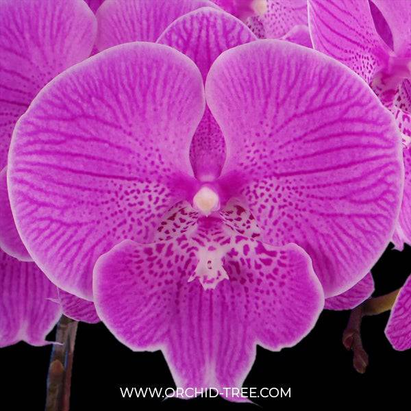 Phalaenopsis New Angel - Without Flowers | BS - Buy Orchids Plants Online by Orchid-Tree.com