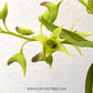 Dendrobium denudans sp. - Without Flowers | BS - Buy Orchids Plants Online by Orchid-Tree.com