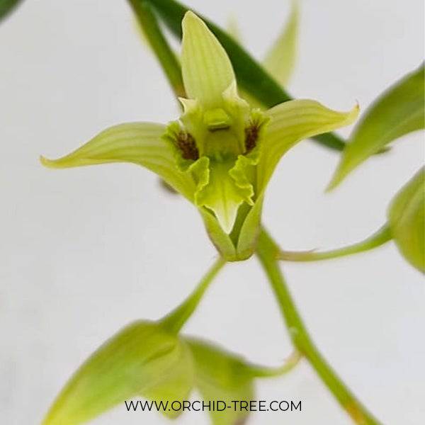 Dendrobium denudans sp. - Without Flowers | BS - Buy Orchids Plants Online by Orchid-Tree.com