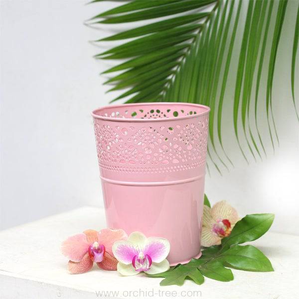 Lace Planter Pink - Buy Orchids Plants Online by Orchid-Tree.com