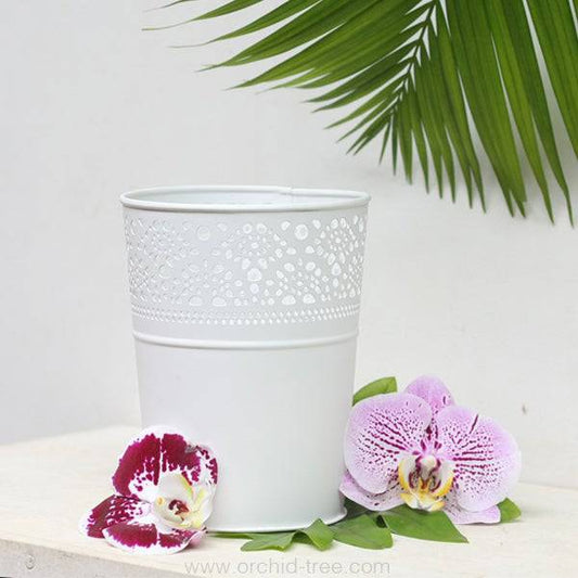 Lace Planter White - Buy Orchids Plants Online by Orchid-Tree.com