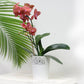 Lace Planter White - Buy Orchids Plants Online by Orchid-Tree.com