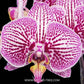 Phalaenopsis Fuller's Mask Stripe - With Spike | FF - Buy Orchids Plants Online by Orchid-Tree.com