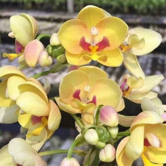 Spathoglottis Yellow Red Lip - Without Flowers | BS - Buy Orchids Plants Online by Orchid-Tree.com
