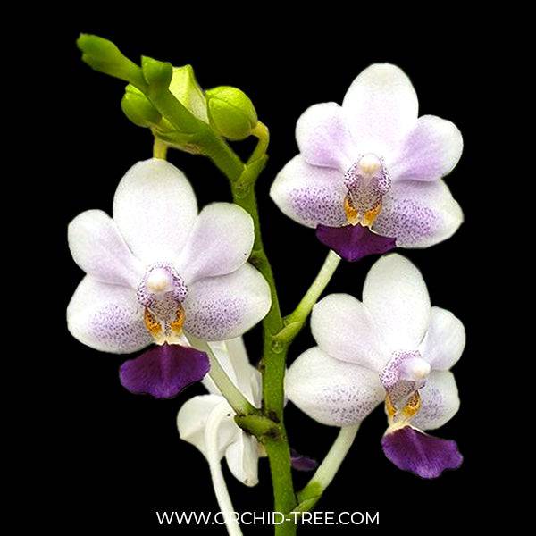 Phalaenopsis Su's Glad Kid 'Blue' - Without Spike | BS - Buy Orchids Plants Online by Orchid-Tree.com