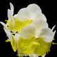 Vanda Orchard Randevous - Without Flowers | BS - Buy Orchids Plants Online by Orchid-Tree.com