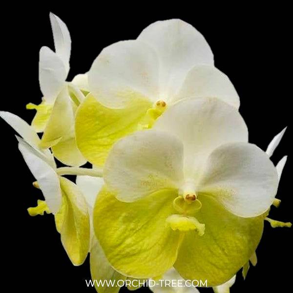 Vanda Orchard Randevous - Without Flowers | BS - Buy Orchids Plants Online by Orchid-Tree.com