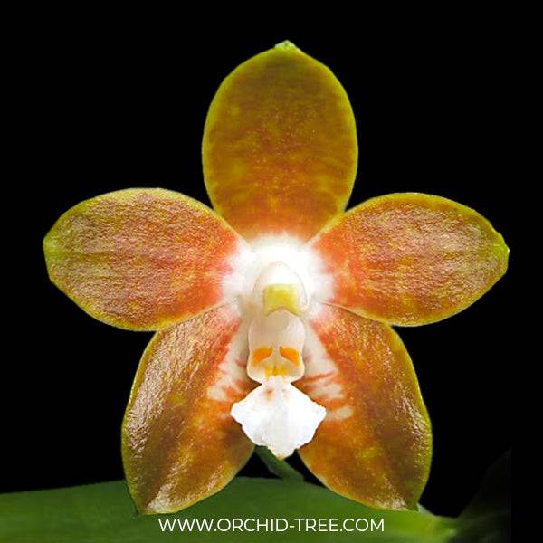 Phalaenopsis venosa sp. - Without Flowers | BS - Buy Orchids Plants Online by Orchid-Tree.com