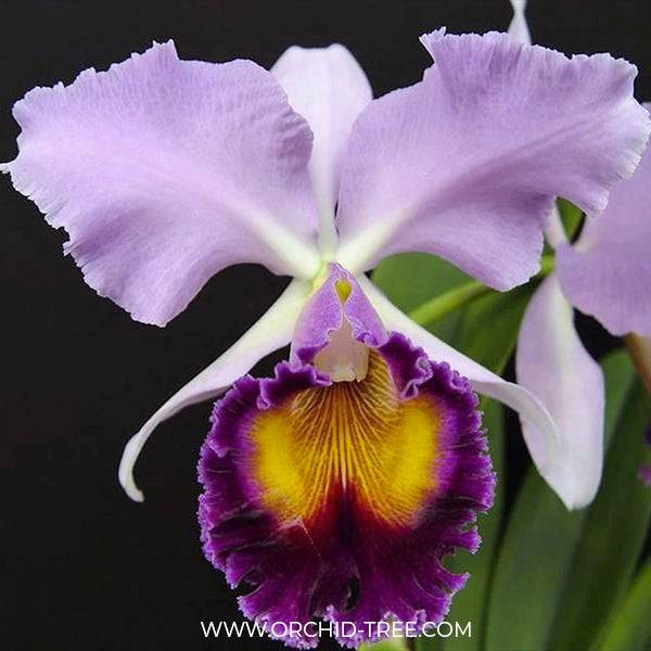 Cattleya (Rlc.) Dinard 'Blue Heaven' - Without Flowers | BS - Buy Orchids Plants Online by Orchid-Tree.com