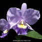 Cattleya (Rlc.) Blue Grotto x Blue Boy - Without Flowers | BS - Buy Orchids Plants Online by Orchid-Tree.com