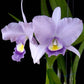 Cattleya (Rlc.) Blue Grotto x Blue Boy - Without Flowers | BS - Buy Orchids Plants Online by Orchid-Tree.com