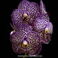 Vanda Dr. Anek x Kulwadee Fragrance - Without Flowers | MS - Buy Orchids Plants Online by Orchid-Tree.com