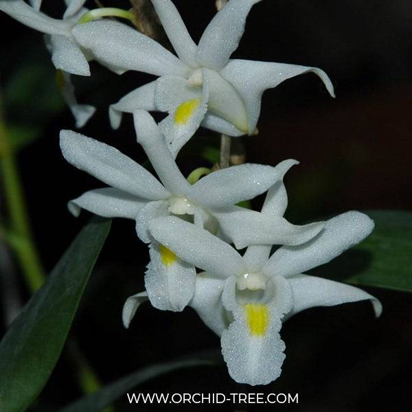 Dendrobium crumenatum sp. - Without Flowers | BS - Buy Orchids Plants Online by Orchid-Tree.com