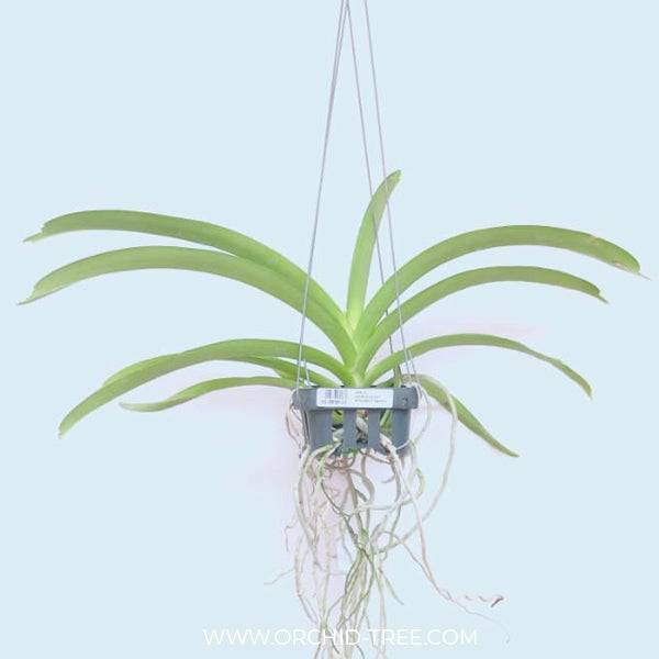Vanda Dr. Anek x Kulwadee Fragrance - Without Flowers | MS - Buy Orchids Plants Online by Orchid-Tree.com
