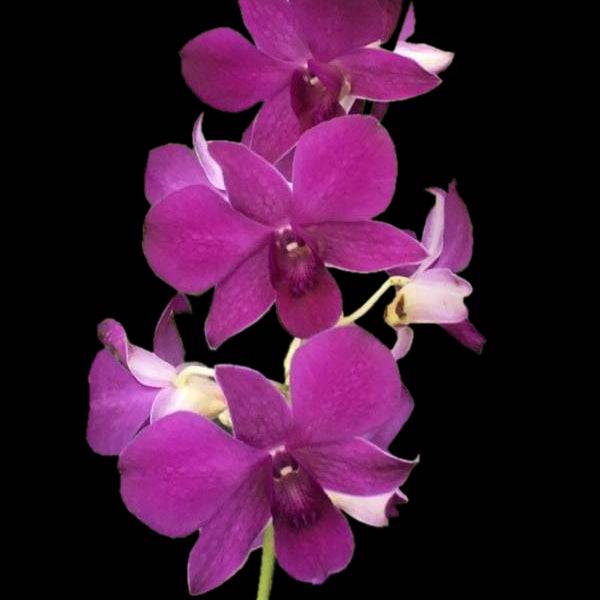 Dendrobium Merlot - Without Flowers | BS - Buy Orchids Plants Online by Orchid-Tree.com