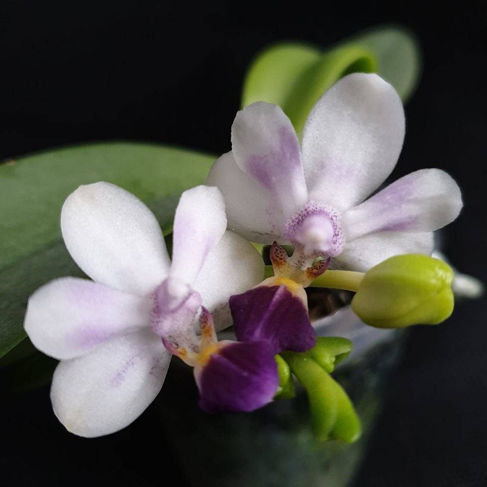 Phalaenopsis Su's Glad Kid 'Blue' - Without Spike | BS - Buy Orchids Plants Online by Orchid-Tree.com
