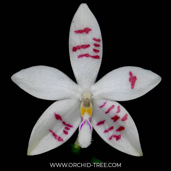 Phalaenopsis tetraspis var. stripes sp. - Without Flowers | BS - Buy Orchids Plants Online by Orchid-Tree.com