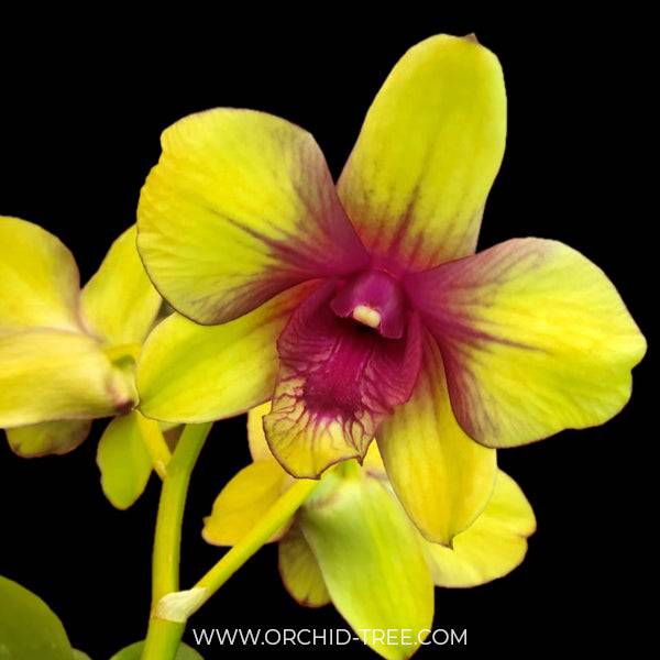 Dendrobium Yellow Splash 67 - Without Flowers | BS - Buy Orchids Plants Online by Orchid-Tree.com