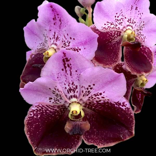 Vanda Chindavat x Trevor Rathbone - Without Flowers | BS - Buy Orchids Plants Online by Orchid-Tree.com