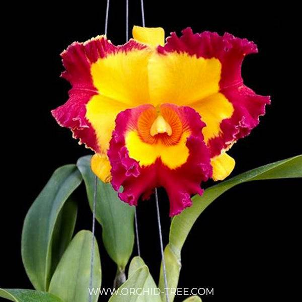 Cattleya (Rlc.) Village Chief Rose - Without Flowers | MS - Buy Orchids Plants Online by Orchid-Tree.com