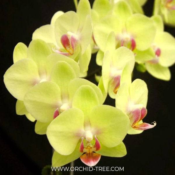 Phalaenopsis Charming Green Sugar - With Small Spike | FF - Buy Orchids Plants Online by Orchid-Tree.com