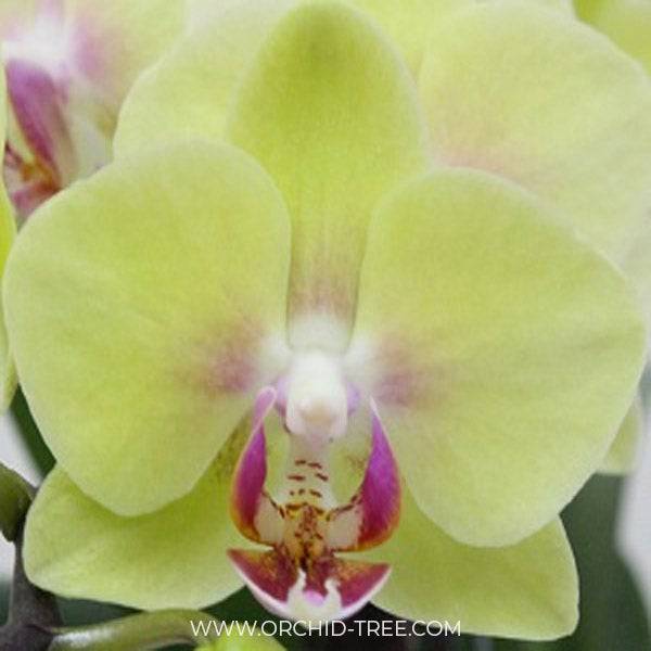 Phalaenopsis Charming Green Sugar - With Small Spike | FF - Buy Orchids Plants Online by Orchid-Tree.com