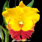 Cattleya (Rlc.) Chomthong Delight - Without Flowers | BS - Buy Orchids Plants Online by Orchid-Tree.com
