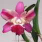 Cattleya Burana Pink - Without Flowers | BS - Buy Orchids Plants Online by Orchid-Tree.com