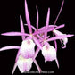 Cattleya Jairak 'Kiku'- Without Flowers | BS - Buy Orchids Plants Online by Orchid-Tree.com