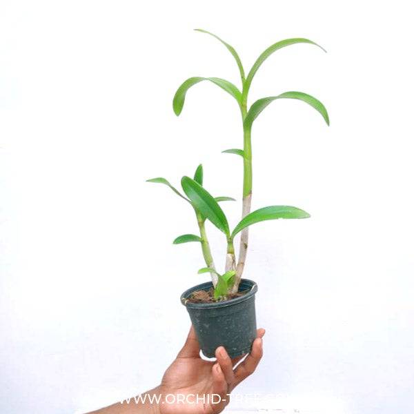 Dendrobium Rosey Yellow - Without Flowers | BS - Buy Orchids Plants Online by Orchid-Tree.com