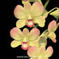 Dendrobium Rosey Yellow - Without Flowers | BS - Buy Orchids Plants Online by Orchid-Tree.com