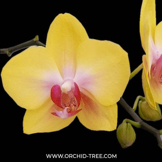 Phalaenopsis Yellow Mellow - With Spike | FF - Buy Orchids Plants Online by Orchid-Tree.com