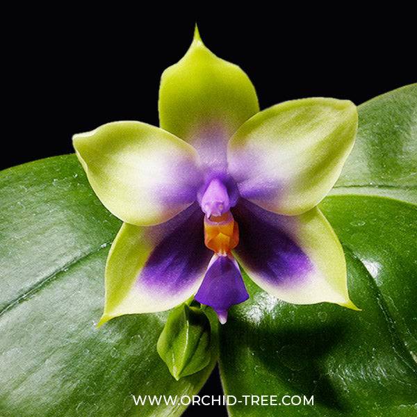 Phalaenopsis bellina var. coerulea sp. X sib - With Spike | FF - Buy Orchids Plants Online by Orchid-Tree.com