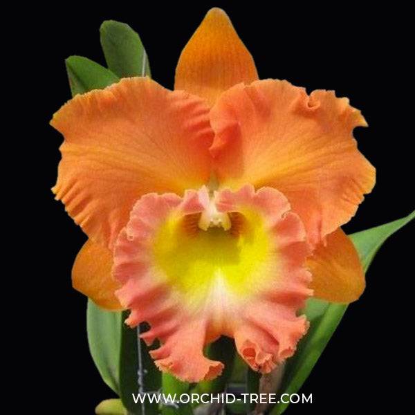 Cattleya (Rlc.) Mem. Buranapan Nikom - Without Flowers | BS - Buy Orchids Plants Online by Orchid-Tree.com